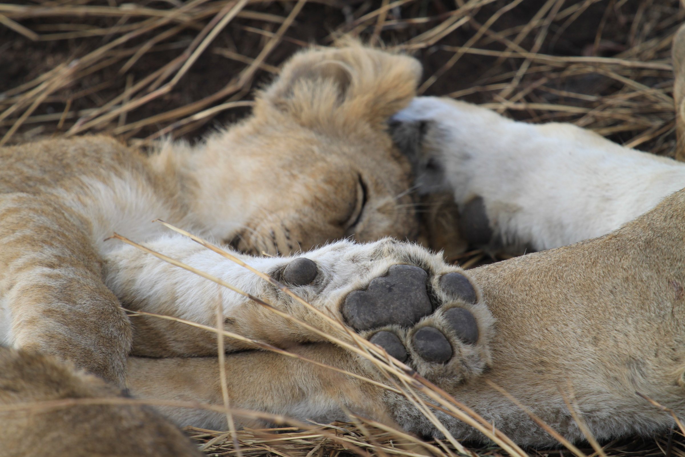 Lion cubs asleep in the dry grass, one big paw pad facing the camera.